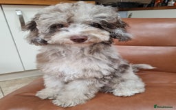 Toy Poodle dogs for sale: Stunning chocolate merle toy poodle girl! 16 weeks - Image 5