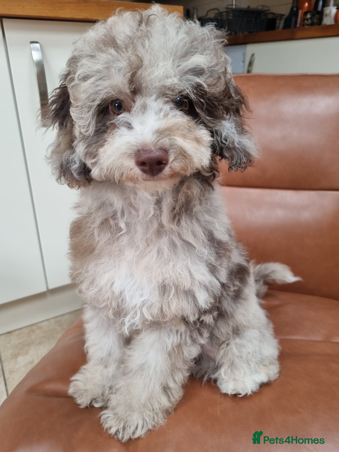Toy Poodle dogs for sale: Stunning chocolate merle toy poodle girl! 16 weeks - Image 5
