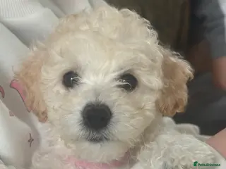 Cavapoochon dogs LAST BABY GIRLS LEFT READY TO LEAVE NOW - Advert 4