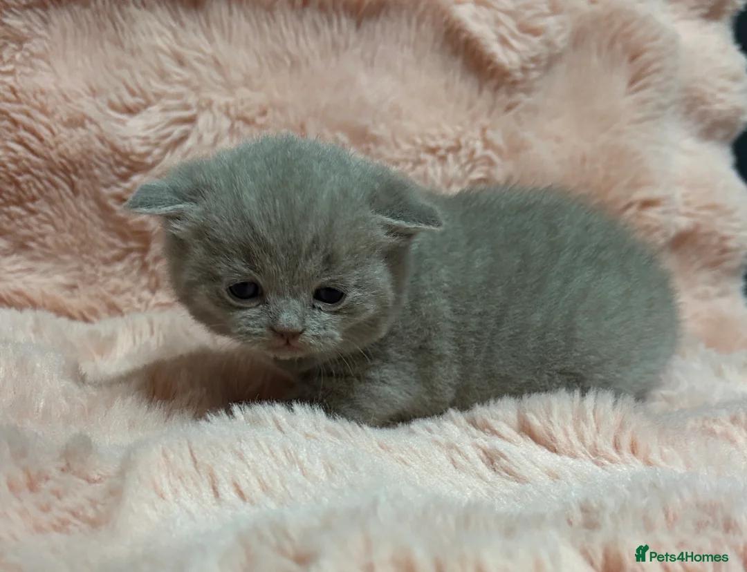British Shorthair cats for sale: Beautiful British short hair kittens  - Advert 16