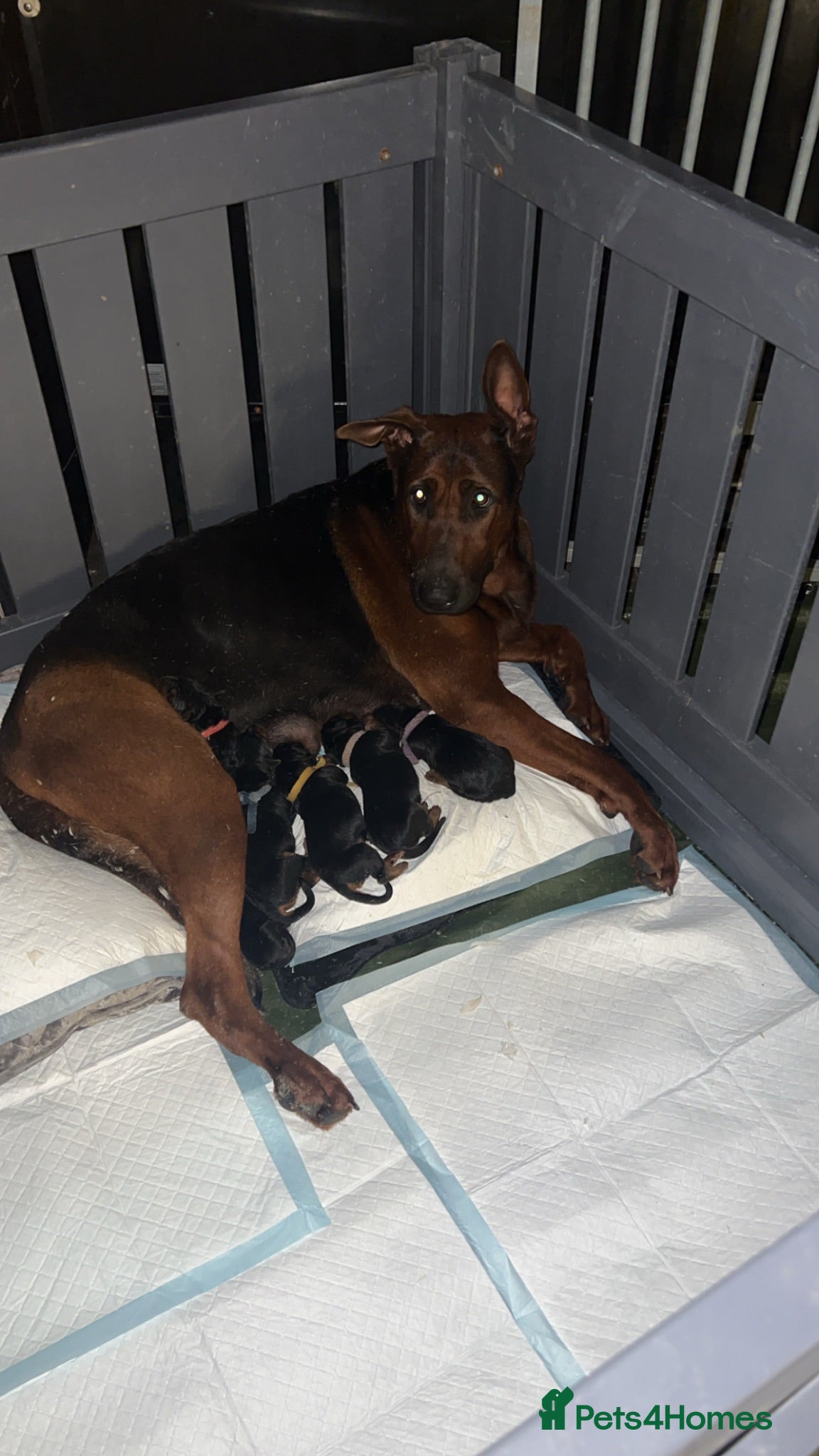 Chinese Red Dog dogs Chinese red dog puppies now here!! - Advert 5