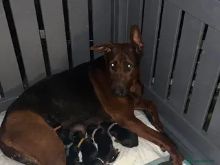 Chinese Red Dog dogs Chinese red dog puppies now here!! - Advert 5