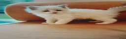 Ragdoll cats for sale: 🤍Exquisite 87.5% Ragdoll Kittens. Rare colours - Advert 22