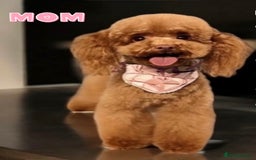 Toy Poodle dogs for sale:  🐩✨ Exceptionally Tiny Red Toy Poodles ✨🐩 - Image 8
