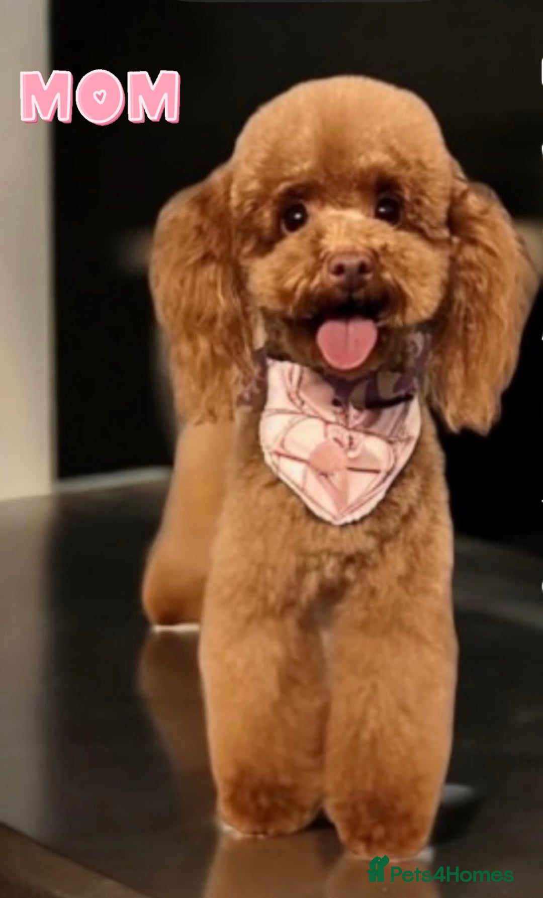 Toy Poodle dogs for sale:  🐩✨ Exceptionally Tiny Red Toy Poodles ✨🐩 - Image 8