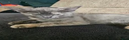 Mixed Breed cats for sale: Adorable grey kittens for sale - Advert 6