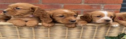Cocker Spaniel dogs for sale: KC Reg & Health Tested Working Cocker Spaniels - Advert 7