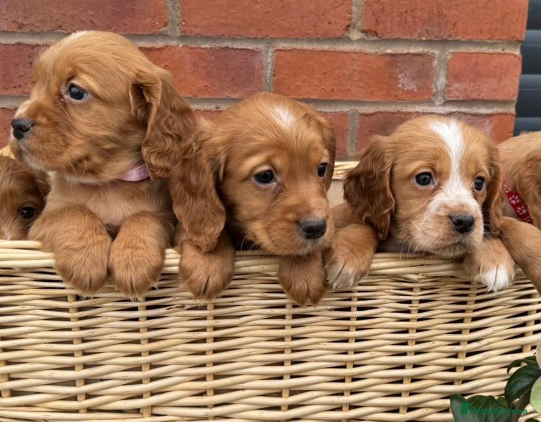 Cocker Spaniel dogs for sale: KC Reg & Health Tested Working Cocker Spaniels - Advert 7