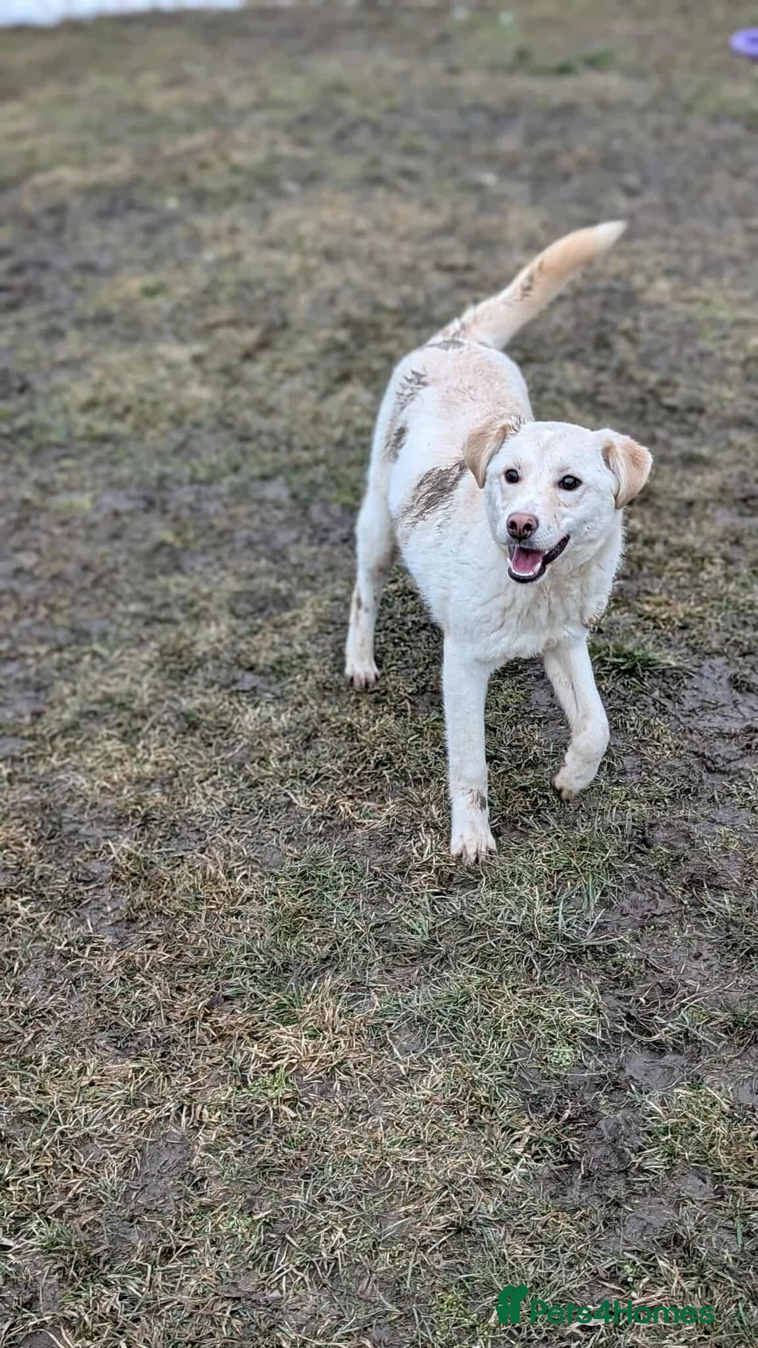 Mixed Breed dogs for adoption: Baileys for adoption in Saint Leonards-on-sea - Advert 2