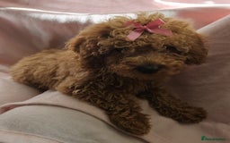 Cavapoo dogs for sale: Female Cavapoo pup  - Image 4