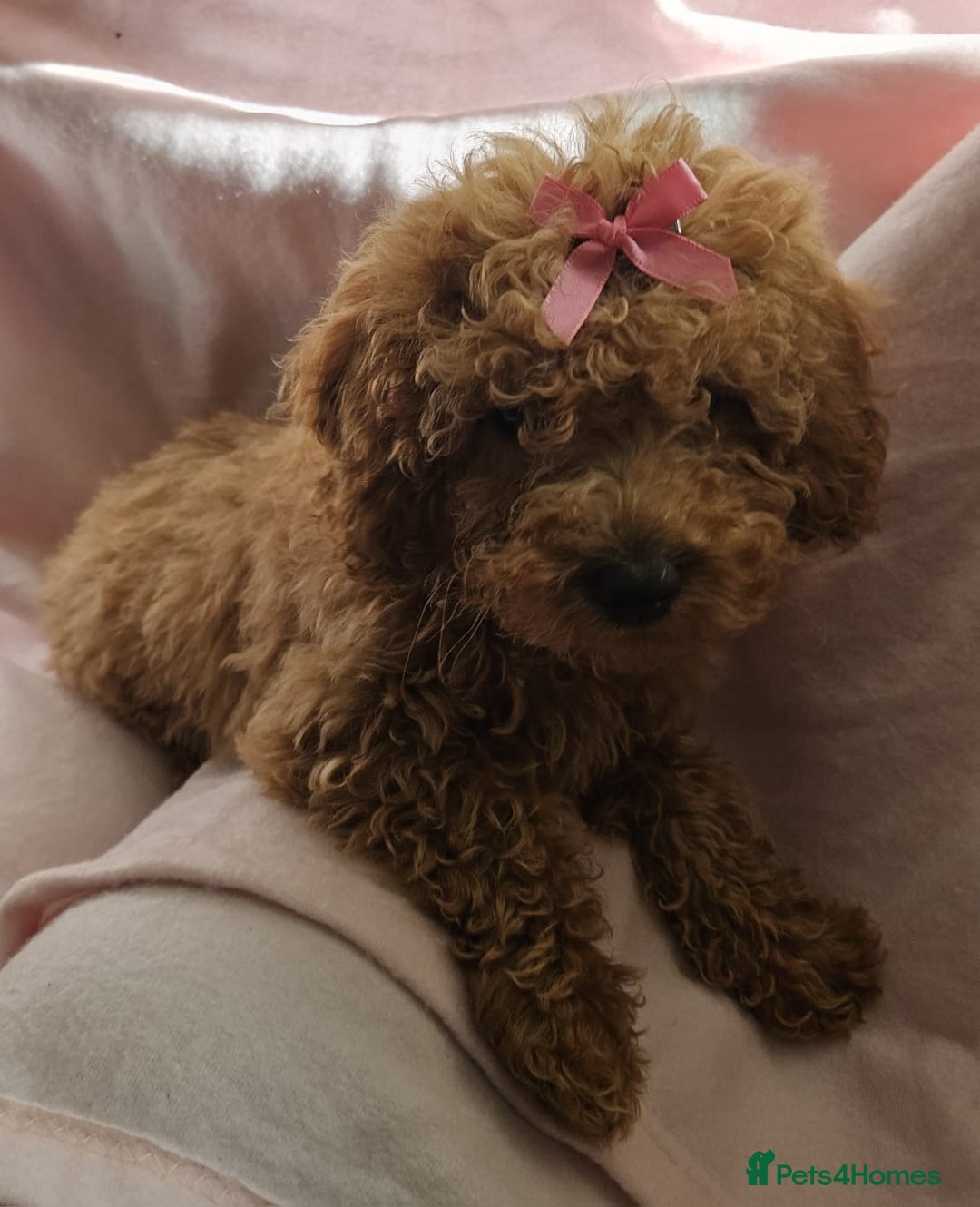 Cavapoo dogs for sale: Female Cavapoo pup  - Image 4