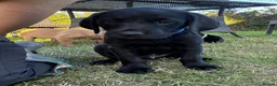 Labrador Retriever dogs for sale: Working line Labrador puppies in Totnes - Advert 7