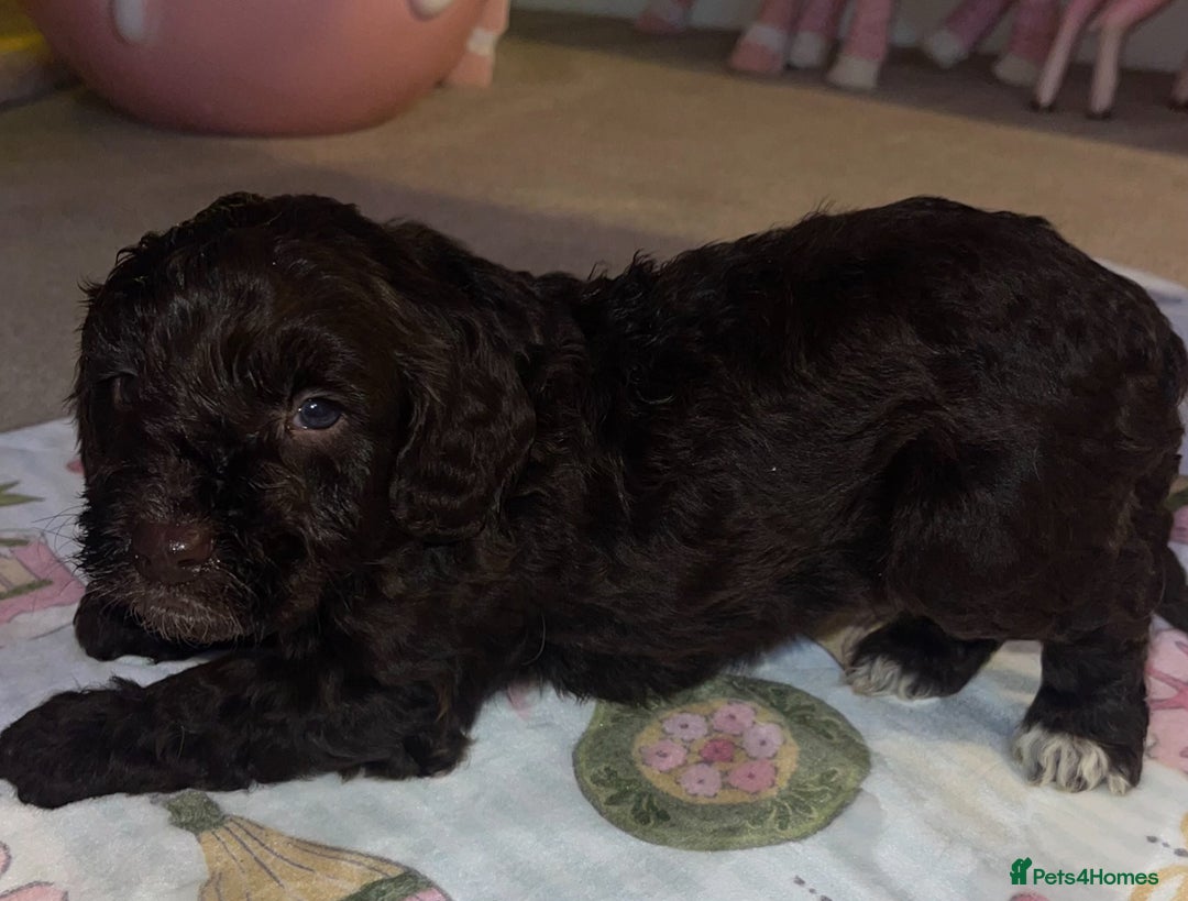 Cockapoo dogs for sale: Beautiful cockapoo puppies ONLY 1 LEFT! price drop - Advert 10