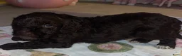 Cockapoo dogs for sale: Beautiful cockapoo puppies ONLY 1 LEFT! price drop - Advert 10