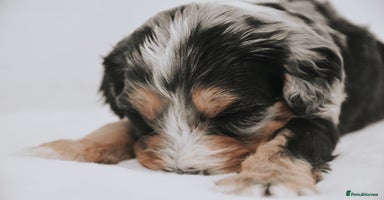 Cavapoo dogs - Advert 8