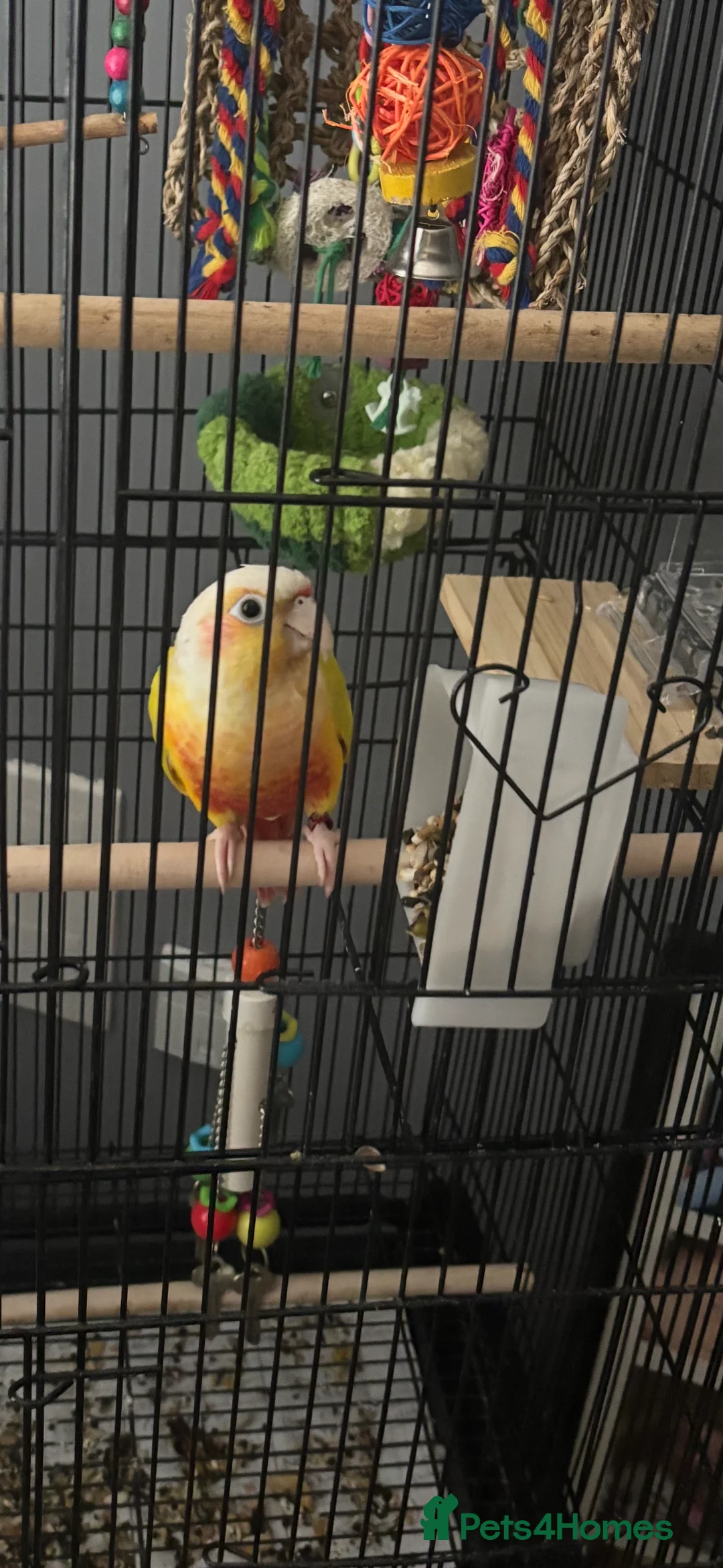 Conures birds for sale: Suncheek Conure–Tame–With Large Cage/Accessories - Advert 6