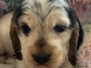 Cocker Spaniel dogs Champion Bloodlines KC Reg Show Cocker Spaniels - Advert 18