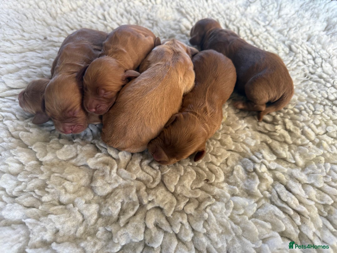 Cocker Spaniel dogs for sale: KC working cocker spaniels for sale  - Advert 4