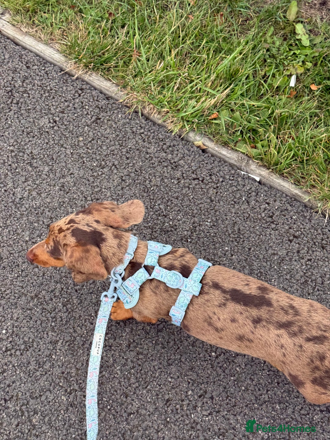 Miniature Dachshund dogs for sale: 7 month old mini dachshund - Image 3