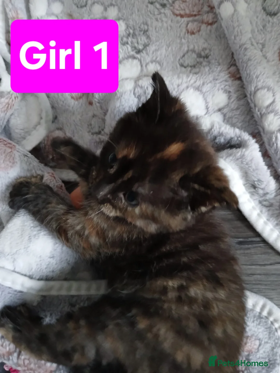 Mixed Breed cats for sale: Beautiful, playful, very well socialised kittens in Wokingham - Advert 2