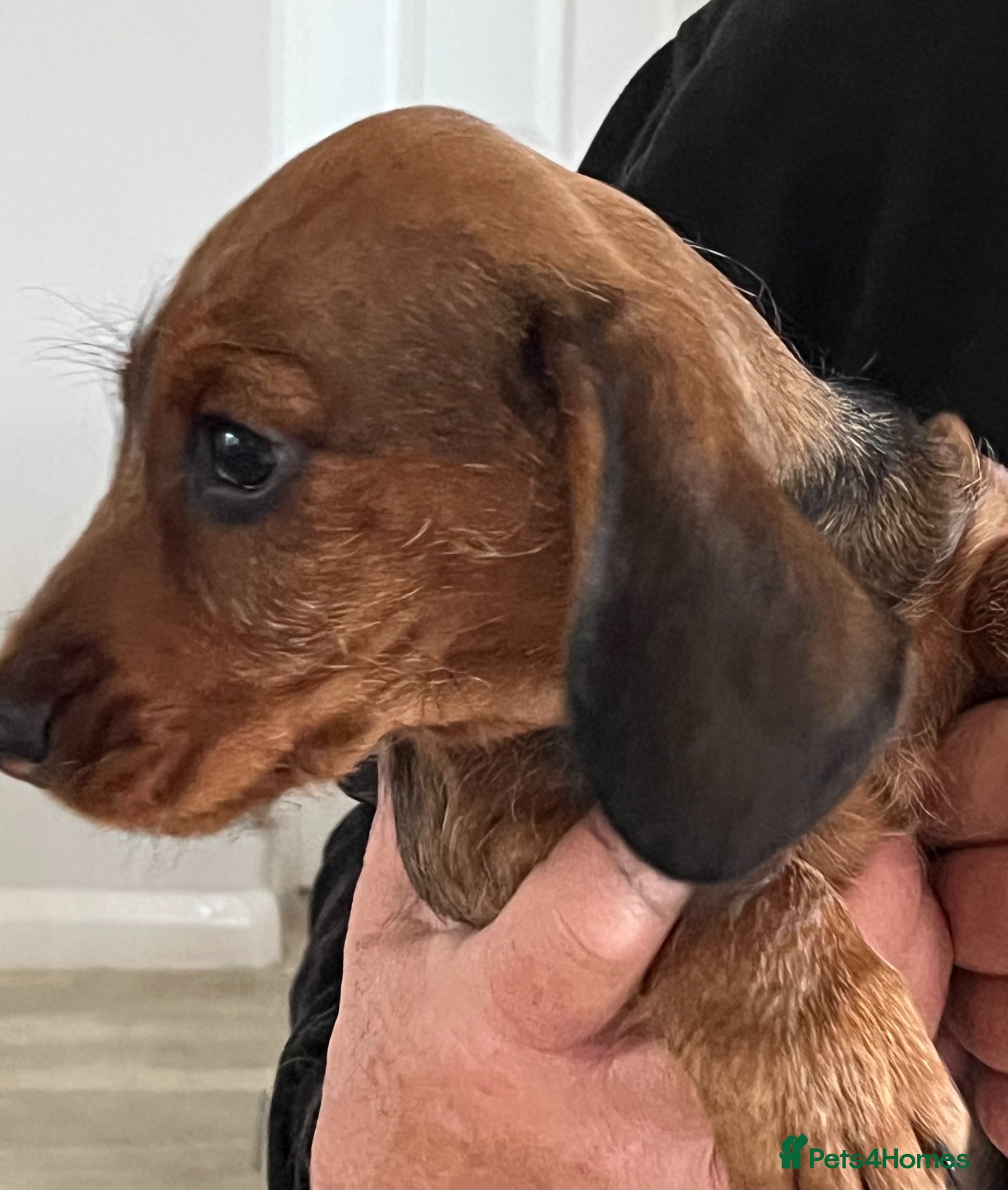 Miniature Dachshund dogs MINIATURE WIREHAIRED DACHSHUNDS - Advert 2