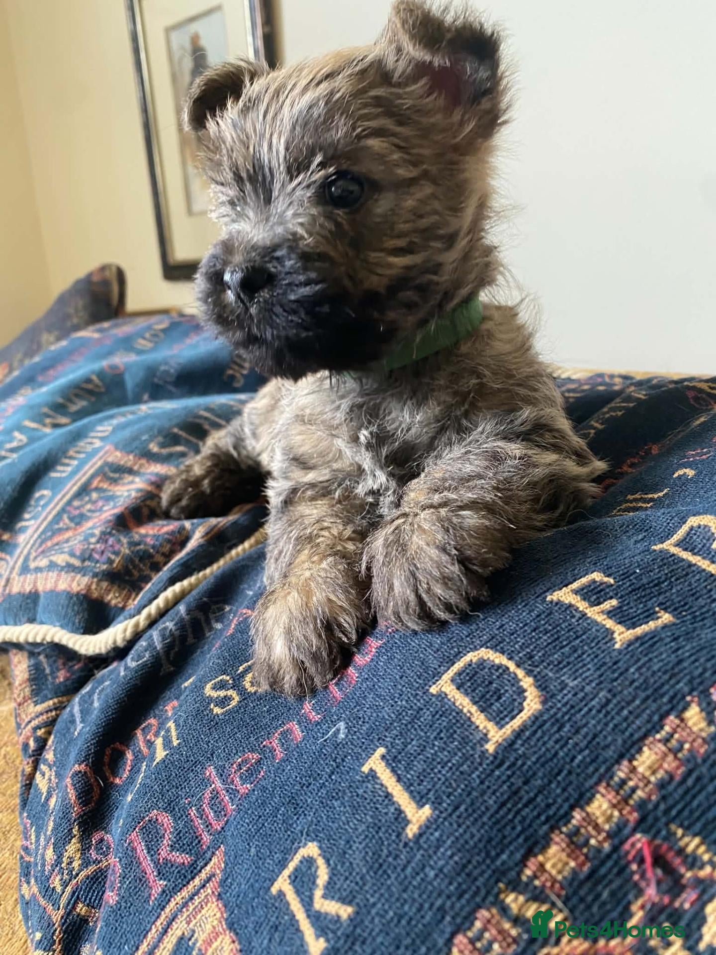 Cairn Terrier dogs Cairn Terrier Puppies - Advert 1