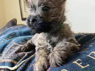 Cairn Terrier dogs Cairn Terrier Puppies - Advert 4