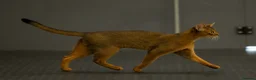 Abyssinian cats for sale: Fabulous Figgy - Advert 8
