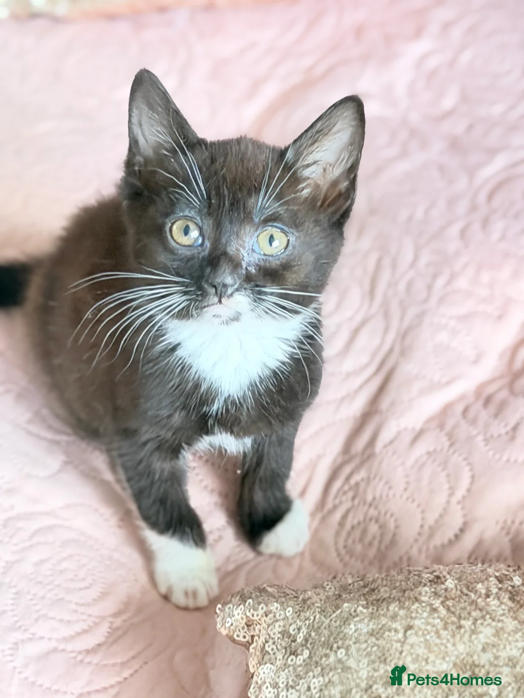 British Shorthair cats for sale: Purr-fect  **  Kittens Ready for new home - Advert 30