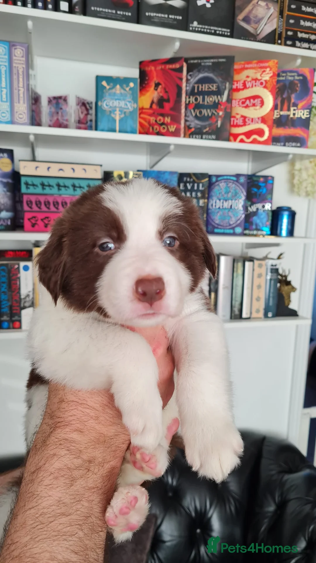 Border Collie dogs for stud: Proven tri blue Merle with two blue eyes in Darlington - Advert 11