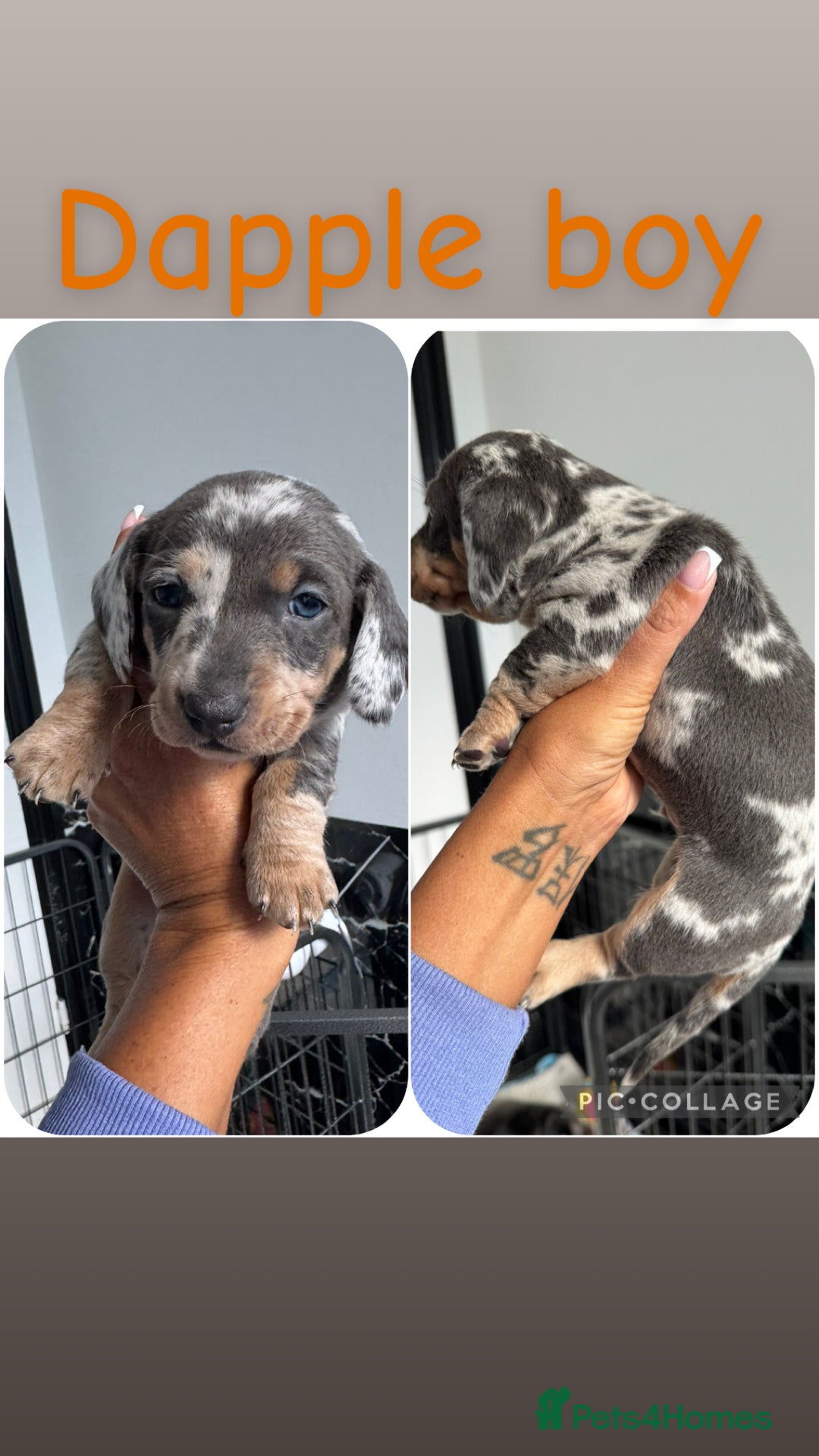 Dachshund dogs for sale: Miniature dachshunds - Image 1