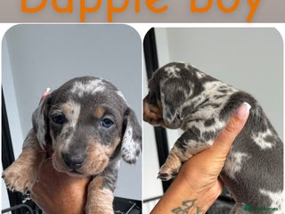 Dachshund dogs - Advert 4