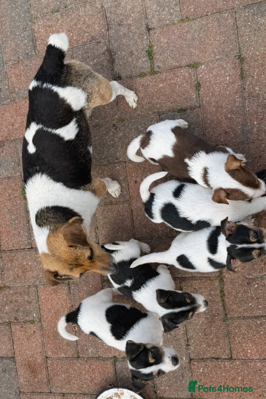 Jack Russell dogs for sale: 5 beautiful Jack Russell puppys  - Advert 2