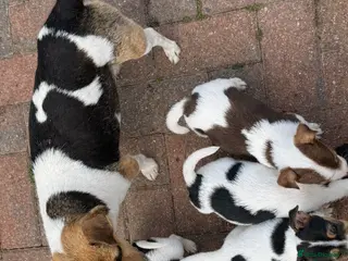 Jack Russell dogs 5 beautiful Jack Russell puppys - Advert 6