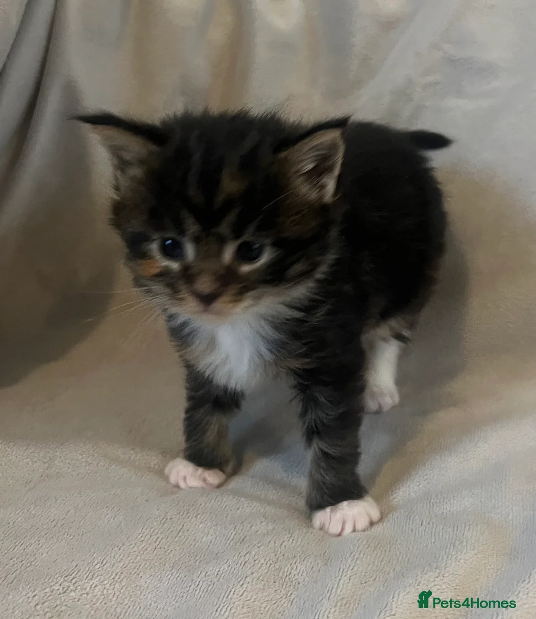 Maine Coon cats for sale: Beautiful and healthy litter of Maine coon kittens - Advert 8