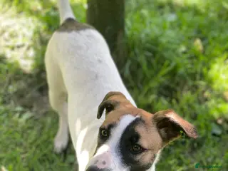 Mixed Breed dogs for adoption: ❤️ZAYKA❤️-12 month, FROM SHY STEPS TO LOYAL LOVE - Advert 4