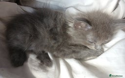 RagaMuffin cats for sale: 4 ragamuffin mixed breed kittens - Image 6