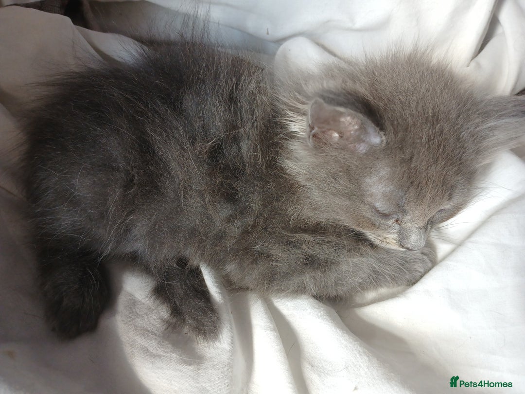 RagaMuffin cats for sale: 4 ragamuffin mixed breed kittens - Image 6