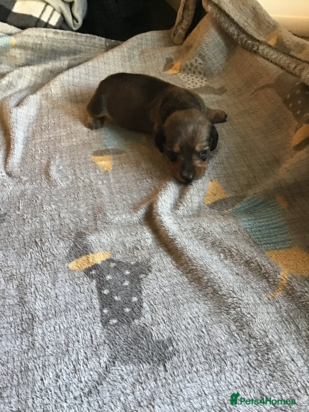 Miniature Dachshund dogs for sale: Long hair mini dachshund  - Advert 5