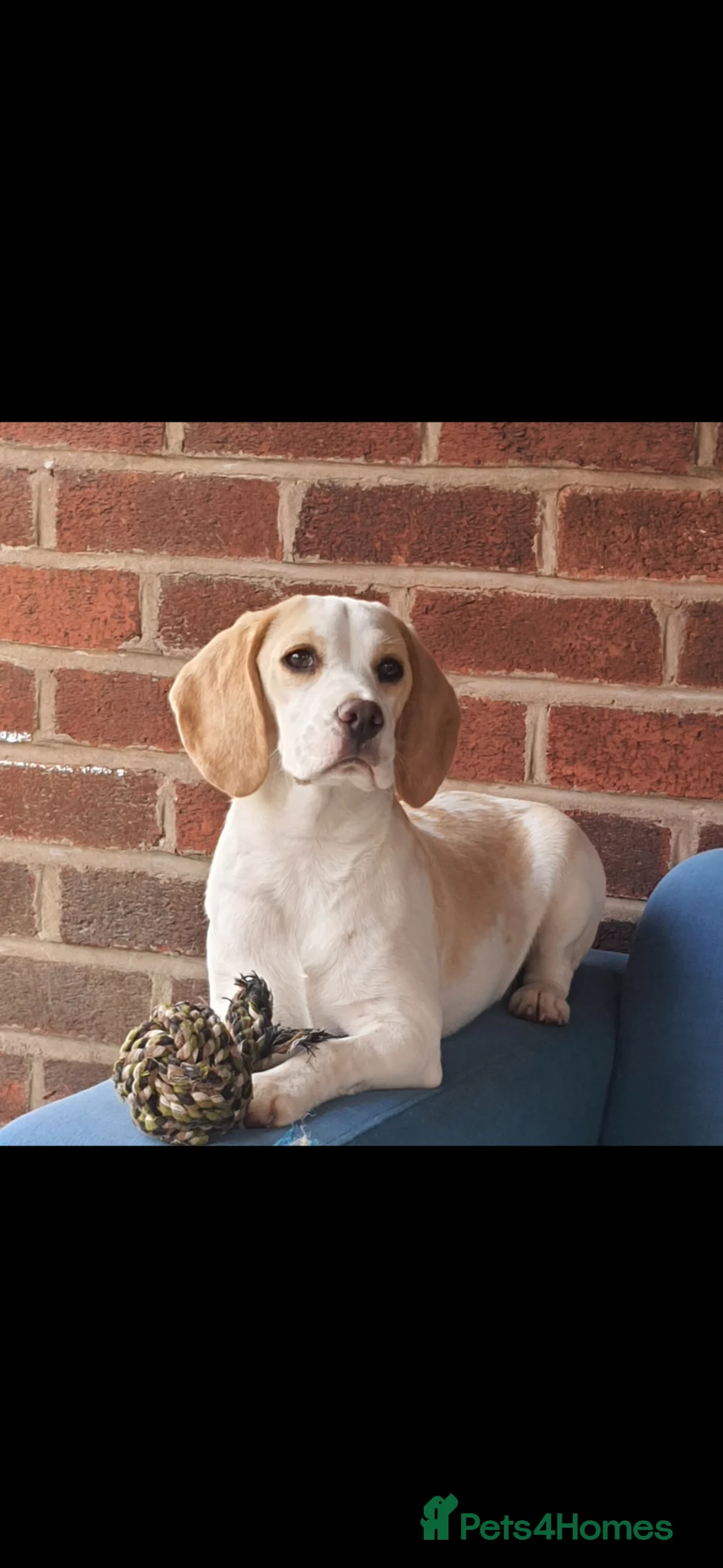 Beagle dogs for sale: Beagle female for rehoming  - Advert 3