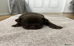 American Bull Staffy dogs for sale: Staffy Bull Puppies - Image 8