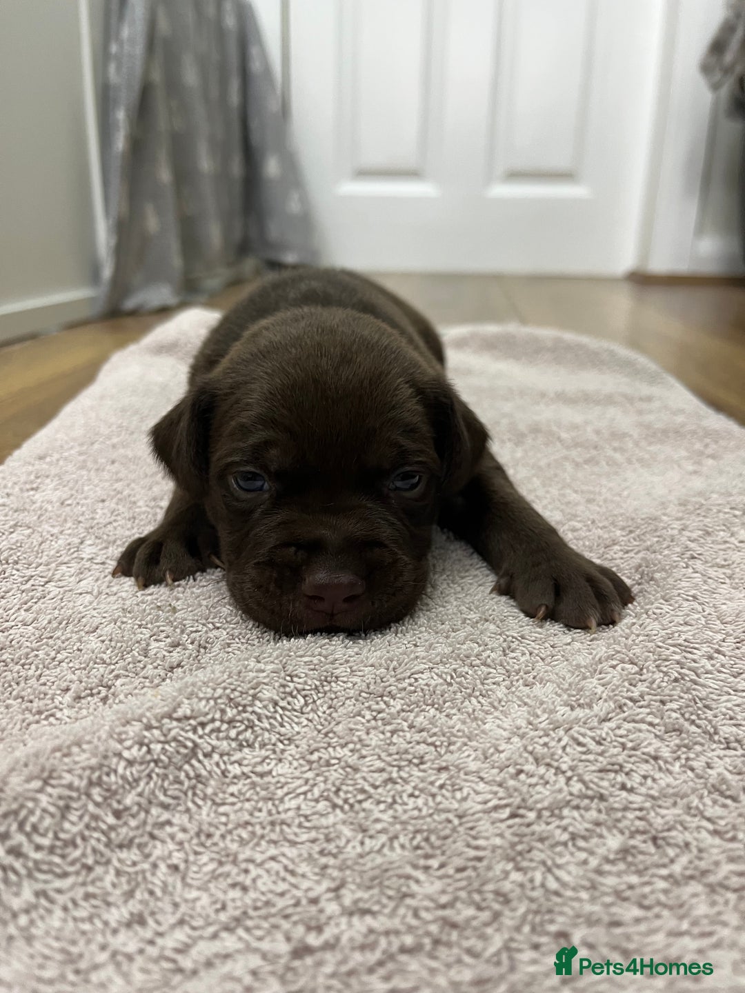 American Bull Staffy dogs for sale: Staffy Bull Puppies - Image 8