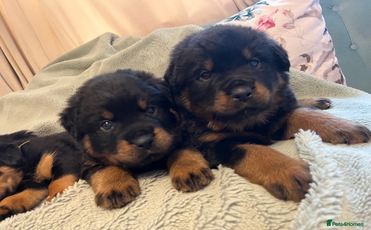 Rottweiler dogs - Advert 14