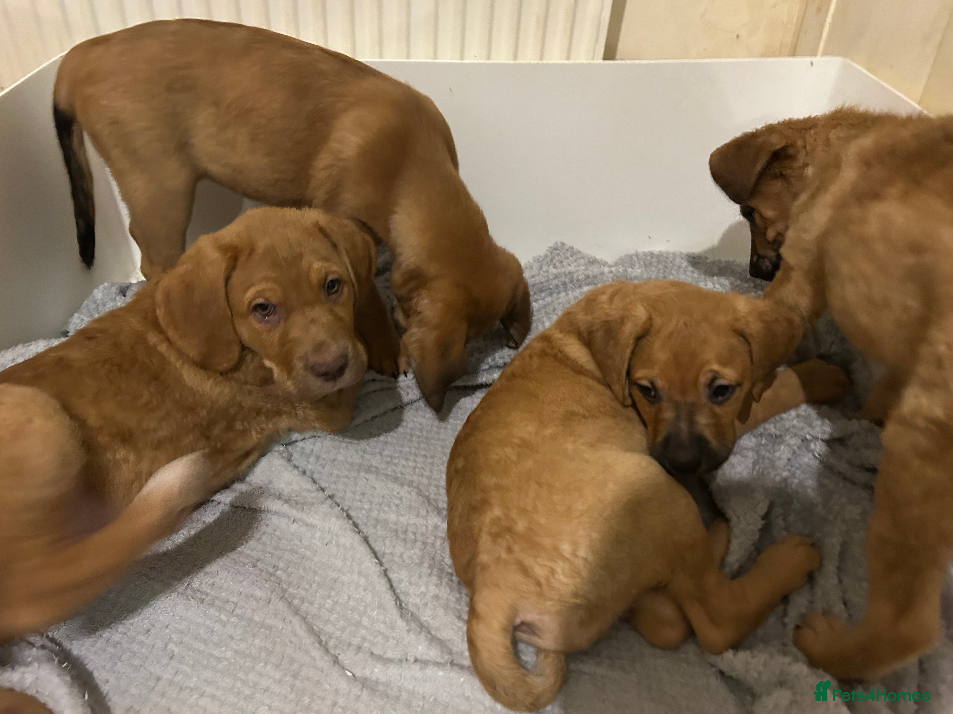 Mixed Breed dogs Dogue de Bordeaux X Borador puppies - Advert 1
