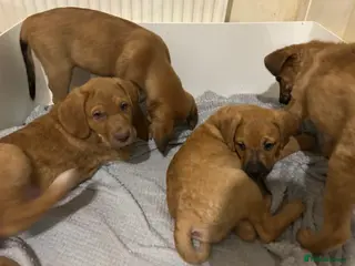Mixed Breed dogs Dogue de Bordeaux X Borador puppies - Advert 1
