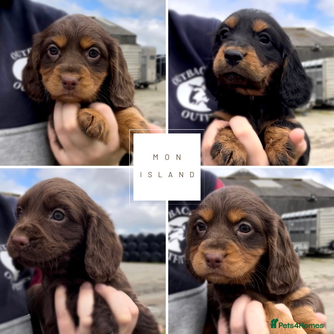Cocker Spaniel dogs Legally docked. KC Reg. 4 Cocker spaniels.  - Advert 15