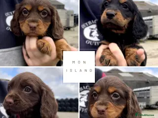 Cocker Spaniel dogs Legally docked. KC Reg. 4 Cocker spaniels. - Advert 15