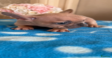 French Bulldog dogs - Advert 12