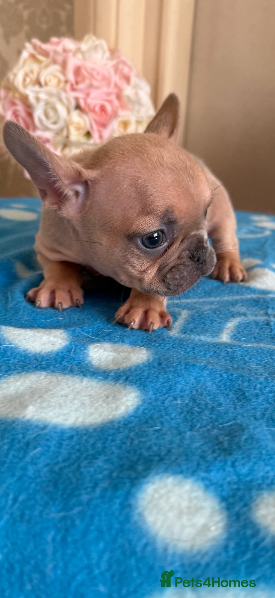 French Bulldog dogs for sale: French Bulldog Puppies 3 Male 4 Female  - Image 2