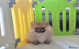Pomeranian dogs for sale: 🔥XXXS🔥Pomeranian puppies🔥KC reg🔥for sale🔥 - Image 5